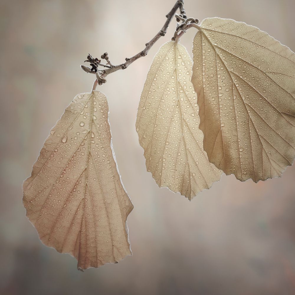 USA-Washington-Seabeck. Close-up of hazelnut leaves.